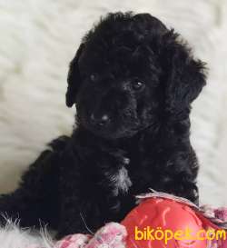 Tüy Yumağı Sevimli Dişi Black Toy Poodle Yavrumuz 2