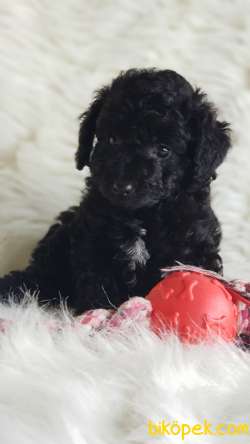 Tüy Yumağı Sevimli Dişi Black Toy Poodle Yavrumuz 3