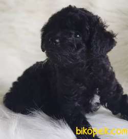 Tüy Yumağı Sevimli Dişi Black Toy Poodle Yavrumuz 1