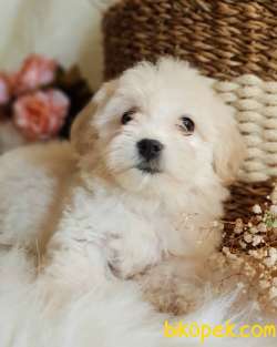 Tüy Yumağı Sevimli Maltipoo Dişi Bebek 2