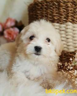 Tüy Yumağı Sevimli Maltipoo Dişi Bebek 1