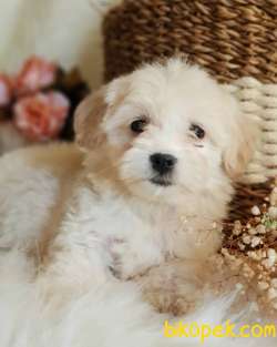 Tüy Yumağı Sevimli Maltipoo Dişi Bebek 3