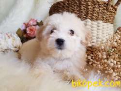 Tüy Yumağı Sevimli Maltipoo Dişi Bebek 4