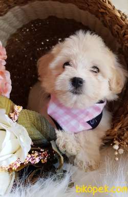 Tüy Yumağı Sevimli Maltipoo Dişi Bebek 5
