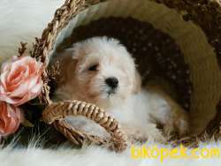 Tüy Yumağı Sevimli Maltipoo Erkek  Yavrumuz 2