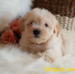Tüy Yumağı Sevimli Maltipoo Erkek  Yavrumuz 3