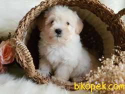 Tüy Yumağı Sevimli Maltipoo Erkek  Yavrumuz 1