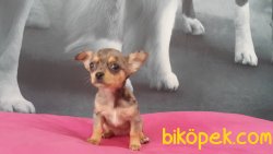 TÜYSÜZ Chihuahua Yavrularımız 4