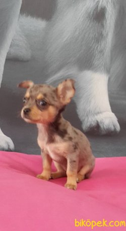 TÜYSÜZ Chihuahua Yavrularımız 1