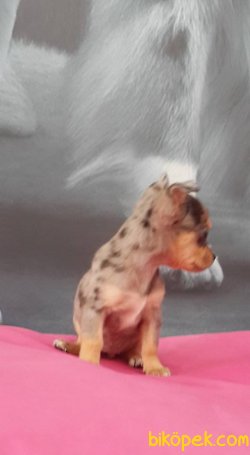 TÜYSÜZ Chihuahua Yavrularımız 2