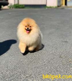 Uçan Pomeranian Joker 1