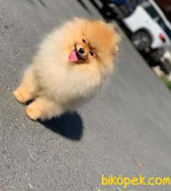 Uçan Pomeranian Joker 2