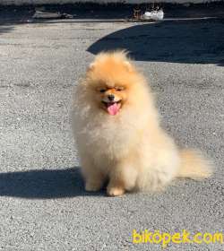 Uçan Pomeranian Joker 4