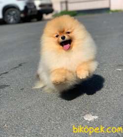 Uçan Pomeranian Joker 3