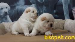 ÜCRETLİ CHOW CHOW YAVRULARIMIZ 2