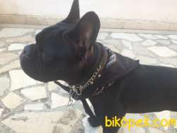 Ücretsiz French Bulldog Ankara 4