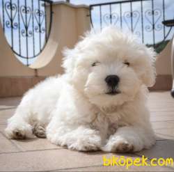 Ufacık Mini Boy Maltese Bebekler 1