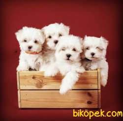 Ufacık Mini Boy Maltese Bebekler 3