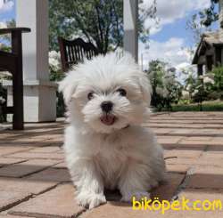 Ufacık Mini Boy Maltese Bebekler 2