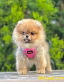 Ufacık Sevimli Pomeranian Teddy Face Yavrular 4