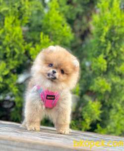 Ufacık Sevimli Pomeranian Teddy Face Yavrular 2