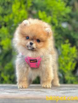 Ufacık Sevimli Pomeranian Teddy Face Yavrular 3