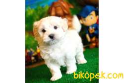 Ufak Boy Pomeranian Boo 1