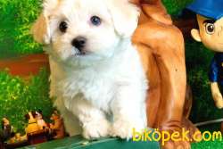 Ufak Boy Pomeranian Boo 2