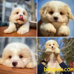 Ufak Boy Pomeranian Boo 3