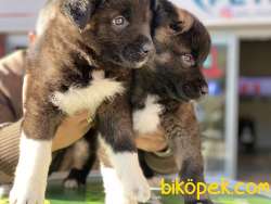 Ultra Kalite American Akita Yavrulrımı 1