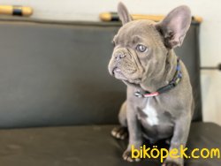 Ultra Kalite Blue French Bulldog Yavrumuz 5