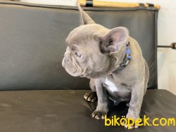 Ultra Kalite Blue French Bulldog Yavrumuz 2