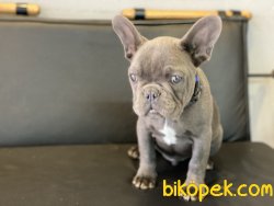 Ultra Kalite Blue French Bulldog Yavrumuz 4