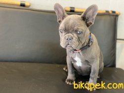 Ultra Kalite Blue French Bulldog Yavrumuz 1