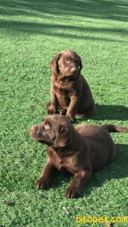 Ultra Kalite Chocolate Labrador Yavrularıız 1