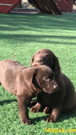 Ultra Kalite Chocolate Labrador Yavrularıız 2