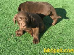 Ultra Kalite Chocolate Labrador Yavrularıız 5