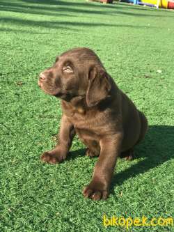 Ultra Kalite Chocolate Labrador Yavrularıız 4