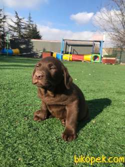 Ultra Kalite Chocolate Labrador Yavrularıız 3