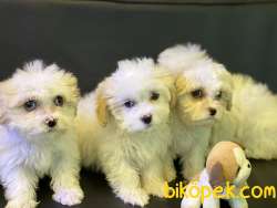 Ultra Kalite Maltipoo Yavrularımız 2
