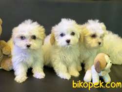 Ultra Kalite Maltipoo Yavrularımız 1