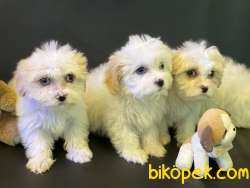 Ultra Kalite Maltipoo Yavrularımız 3