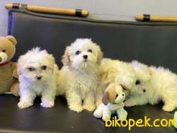 Ultra Kalite Maltipoo Yavrularımız 4