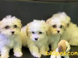 Ultra Kalite Maltipoo Yavrularımız 5