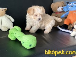 Ultra Kalite Maltipoo Yavrumuz Gelmiştir 1
