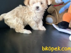 Ultra Kalite Maltipoo Yavrumuz Gelmiştir 3