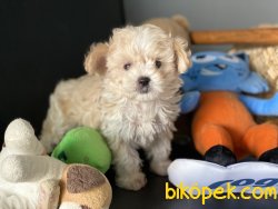 Ultra Kalite Maltipoo Yavrumuz Gelmiştir 4