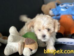 Ultra Kalite Maltipoo Yavrumuz Gelmiştir 2