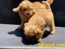 Ultra Kalite Mini Red Poodle Yavrularımız 1