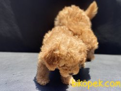 Ultra Kalite Mini Red Poodle Yavrularımız 2